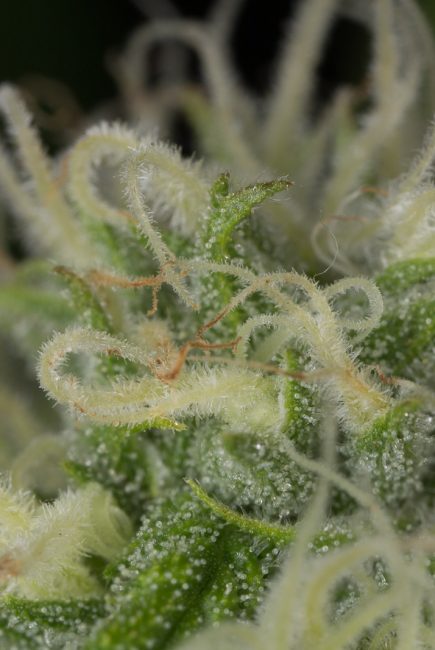 Blue Dream Seeds