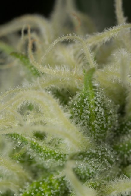 Blue Dream Seeds For Sale
