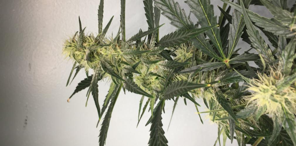 Buy Lemon Juice Express Auto - Humboldt Seeds