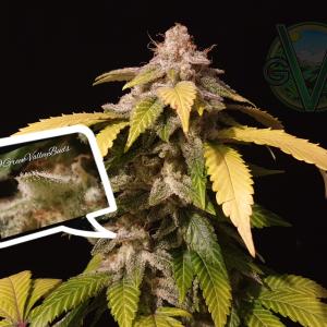 Photo of Black D.O.G. by Green Valley Buds 