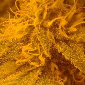 Photo of Amherst Sour Diesel by androidtvtds