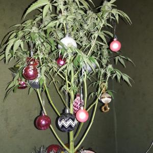 Photo of Sour Diesel Auto by GreenBreeder