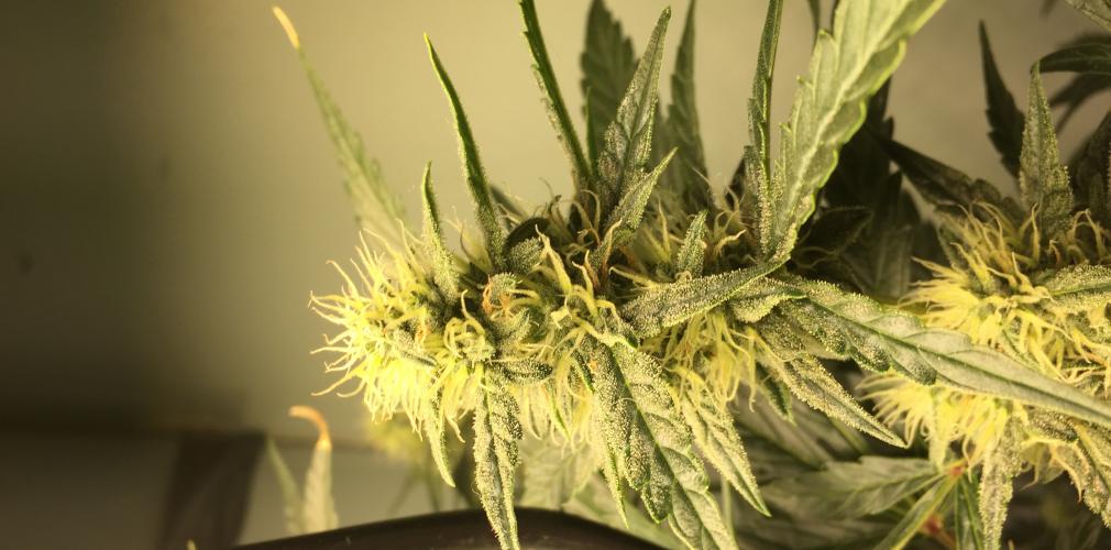 Buy Lemon Juice Express Auto - Humboldt Seeds