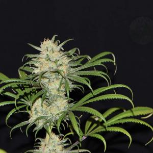 Photo de Blue Dream CBD de Gimenez 