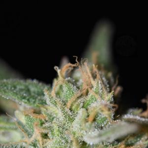 Photo de Blue Dream CBD de Gimenez 