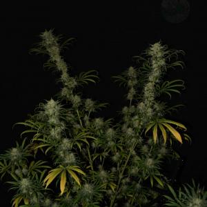 Photo de Blue Dream CBD de Gimenez 