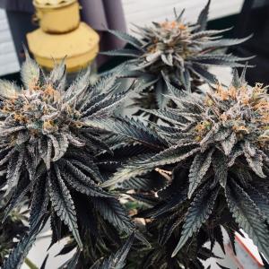 Photo of Amherst Sour Diesel by Anthony13