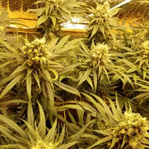 Photo of Amherst Sour Diesel by DjDaveAtHome