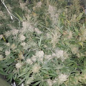 Photo of Blue Dream Auto by Deni