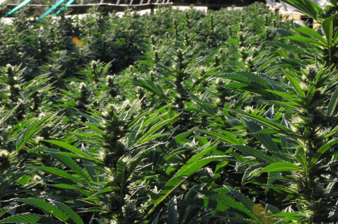 behalve voor Kaarsen Uitvoeren How to grow autoflowering cannabis strains outdoors - Humboldt Seeds