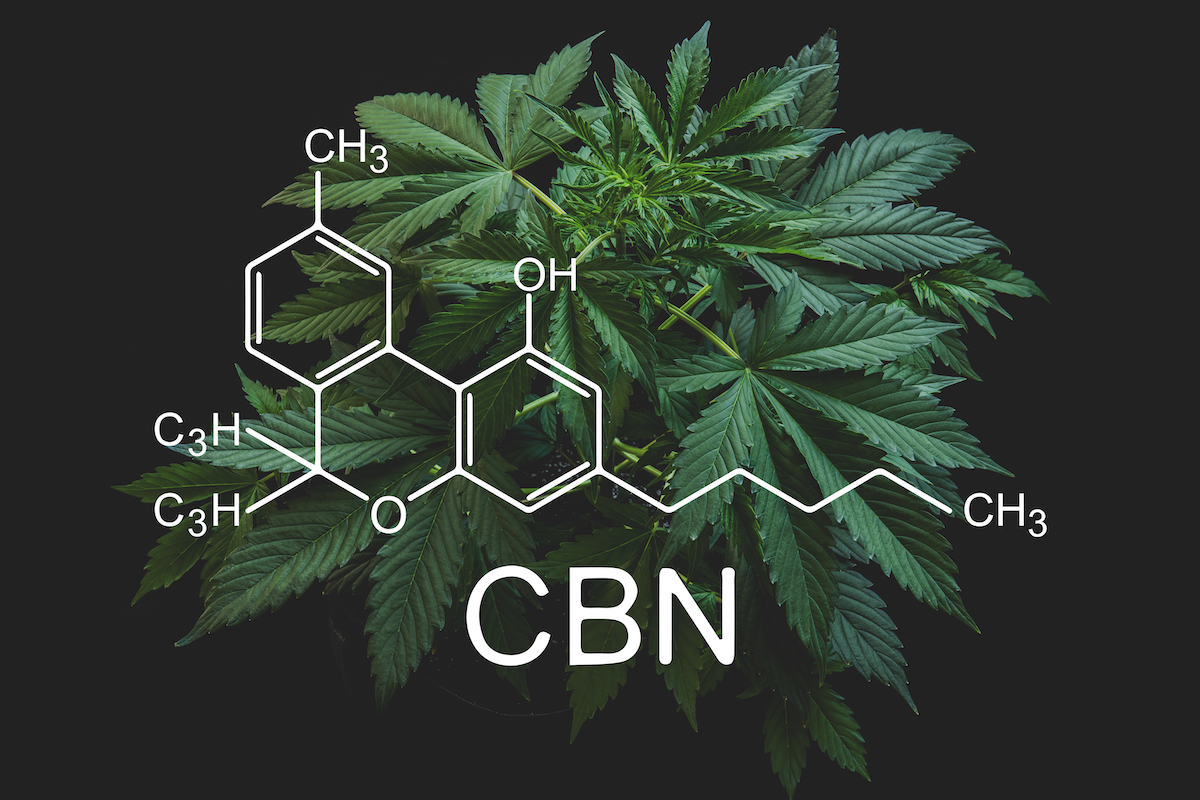 CBN, a highly promising cannabinoid that may well become the new CBD -  Humboldt Seeds
