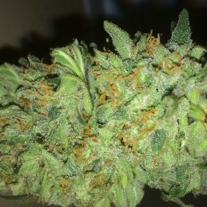 Foto di Alex di Lemon Kush Headband