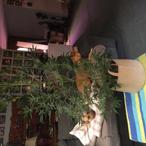 Photo of Lemon Juice Express Auto by Adam