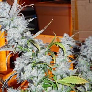 Photo of Dr Greenthumb's Em-Dog By B-Real by chillkoots