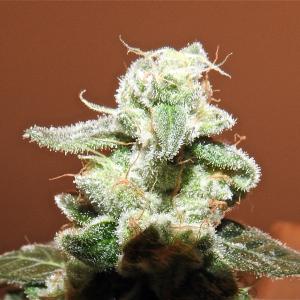 Photo of Sapphire OG by Roger Schoen