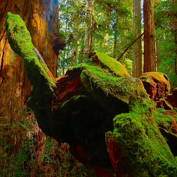 La forêt de Humboldt