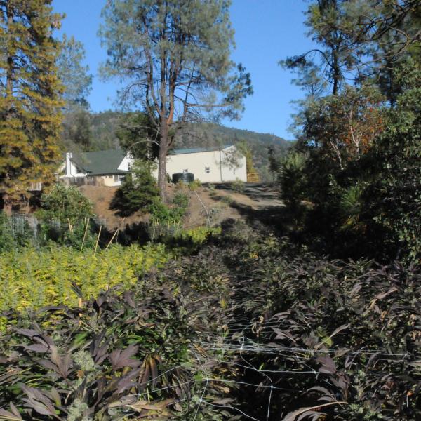 Cannabis Garden California