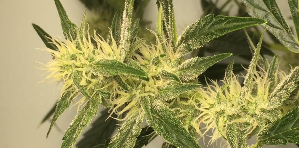 Buy Lemon Juice Express Auto - Humboldt Seeds