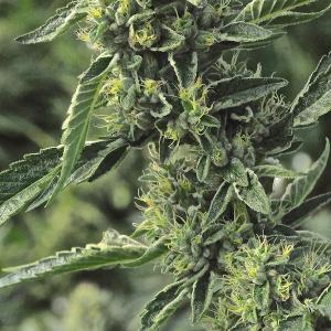【こじろう2本】CBG9 100% OG KUSH 1ml Stiiizy Original Pod – OG Kush 1g – Chyll.com
