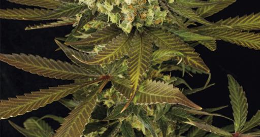 Buy Sour Blueberry - Humboldt Seeds