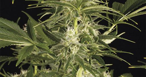 Buy Lemon Juice Express Auto - Humboldt Seeds