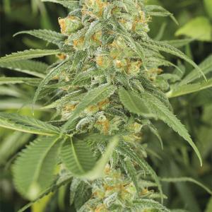 【Hybrid】Green Crack 1ml CBD 01 CBD Disposable - Green Crack - New Standard Hemp