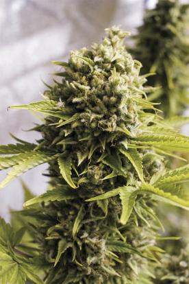 Feminized auto marijuana - How to order seed autoflower online