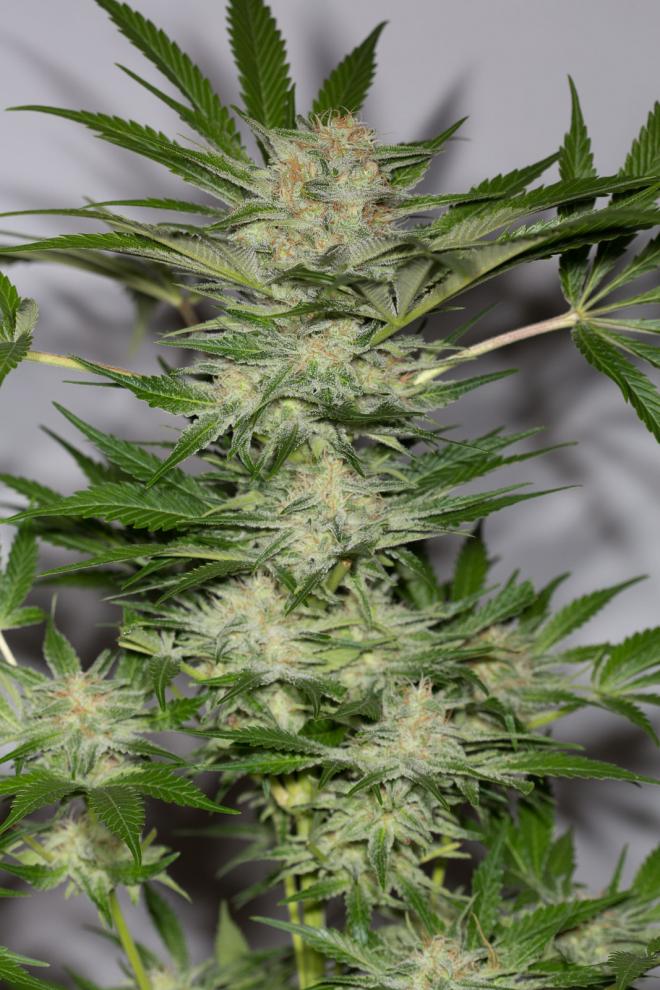 Buy Black D O G Humboldt Seeds