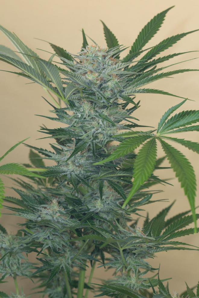 Buy Black D O G Humboldt Seeds Buy Black D O G Humboldt Seeds
