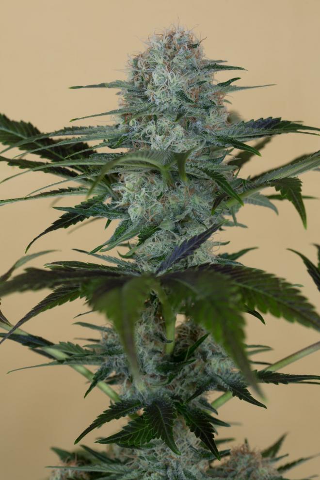 Blue Goo Feminized Seeds - Pacific Seed Bank