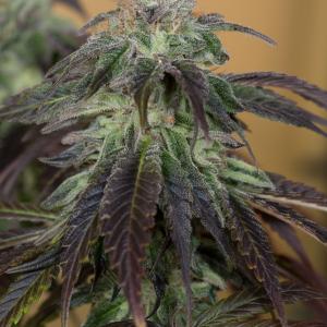 Buy OG Kush Regular - Humboldt Seeds