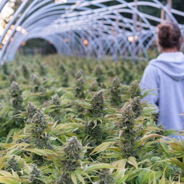Marijuana Farming