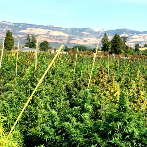 Hemp Oregon 