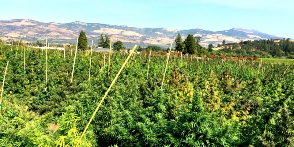 Hemp Oregon 