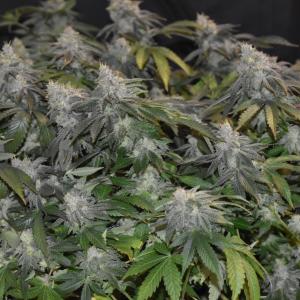 Photo of Gorilla Breath by CrankledLarkus