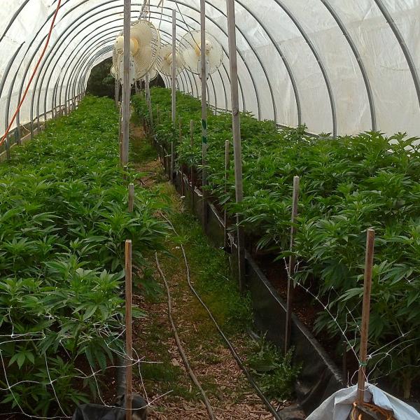 Marihuana crop at greenhouse
