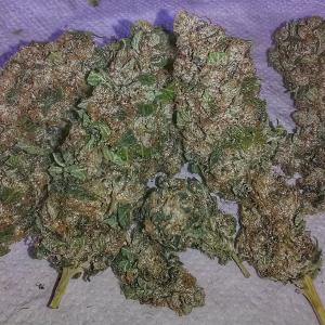 Photo de Master Kush de Psikoo Troop