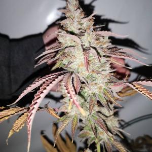 Photo of Chocolate Mint OG by Deero