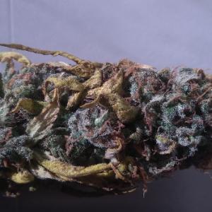 Photo de Blue Dream de Dr Tinkerbell 