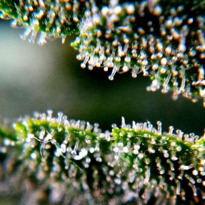 Photo of Blue Dream by S_V_F_O