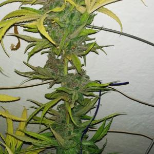 Photo of Blue Dream by Blue Dream