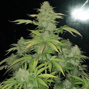 Foto di Enzo 081 di Dr. Greenthumb's Dedoverde Haze Auto