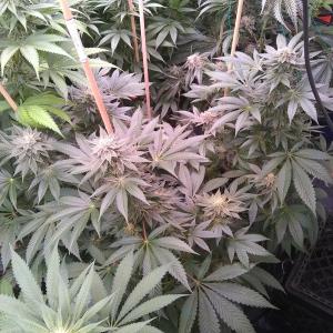 Photo of Amherst Sour Diesel by youremail1563