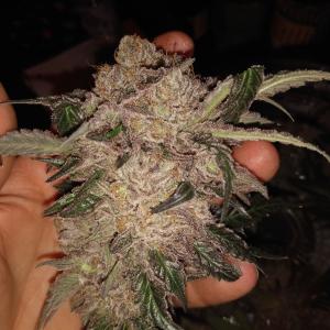 Photo of Amherst Sour Diesel by youremail1563