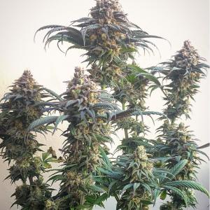 Foto por indoorcumentado de Pineapple Skunk