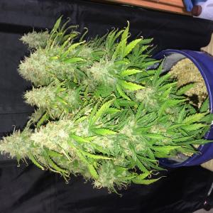 Photo of UK Cheese Auto by Bryan Respess