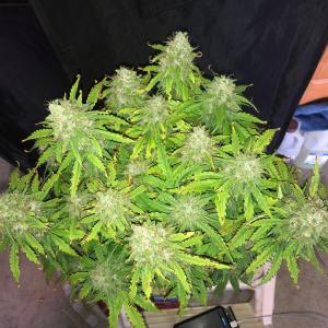 Photo of UK Cheese Auto by Bryan Respess