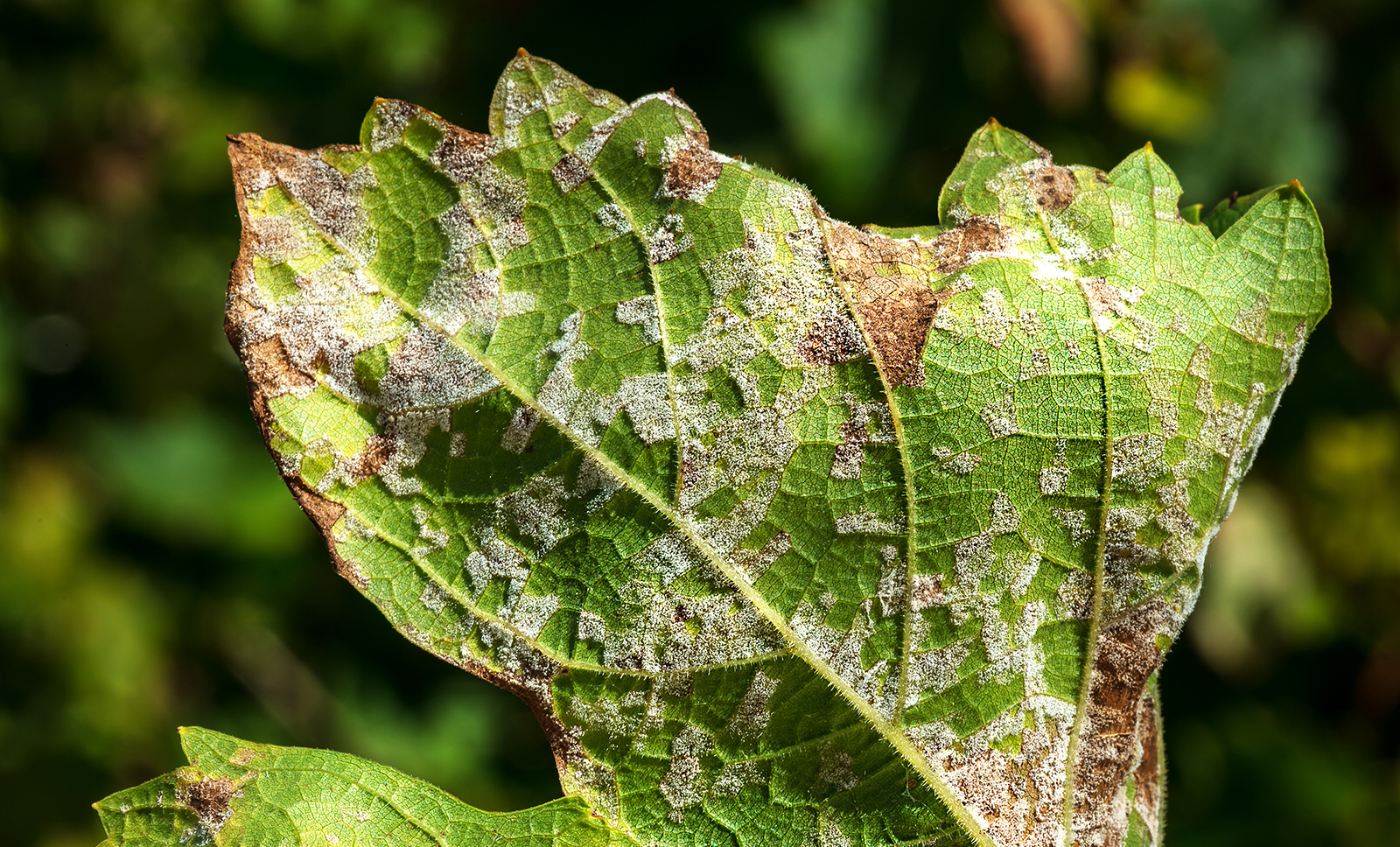 Mildiu Mildew Cannabis