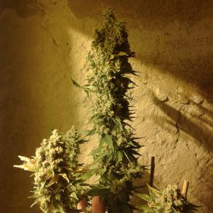 Photo of Amherst Sour Diesel by jerzu19
