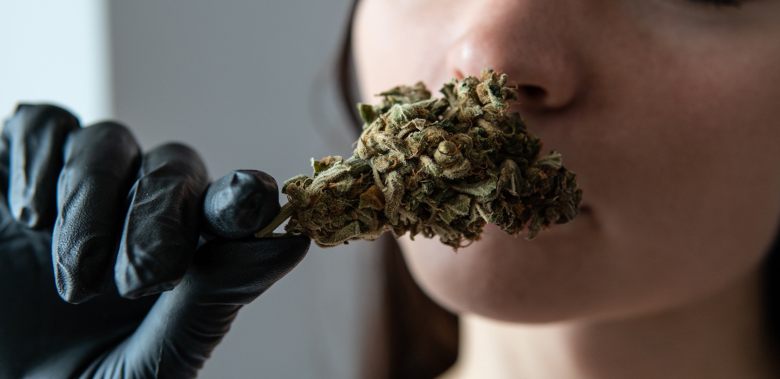 Cómo el aroma puede determinar los efectos Sativa o Indica de la marihuana - Humboldt Seeds